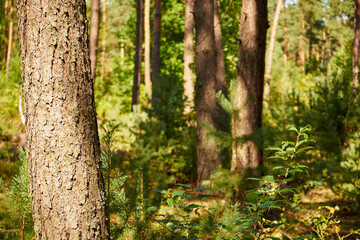 Naklejka premium summer trees, trees, forest