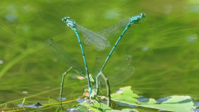 Close Up Of Two Pairs Of Damselflies In Odonate Oviposition In Pond Water.
