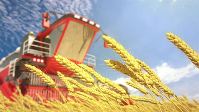 goldish field of wheat spikelets on cloudy sky background