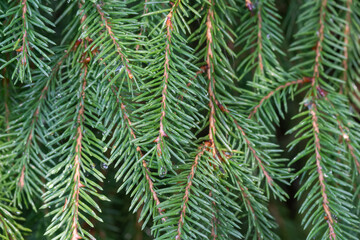 background of pine branches with needles