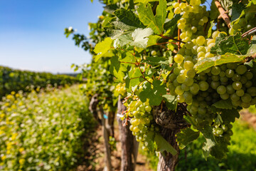 Fototapeta premium green grapes in green vineyard