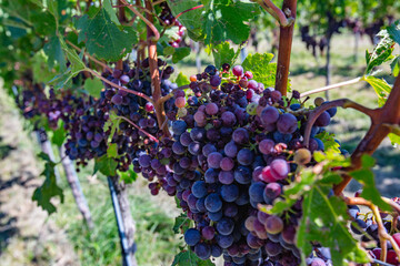 blue merlot grapes in green vineyard