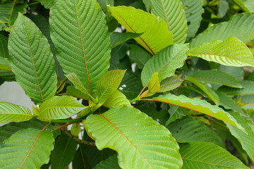 Kratom leaves  is herbal which encourage health. Herbal in Asia. Close Up Photowith Blurred Effect Background.