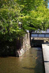 Fototapeta na wymiar Carps are swimming in a Seto river in Hidafurukawa Gifu japan.