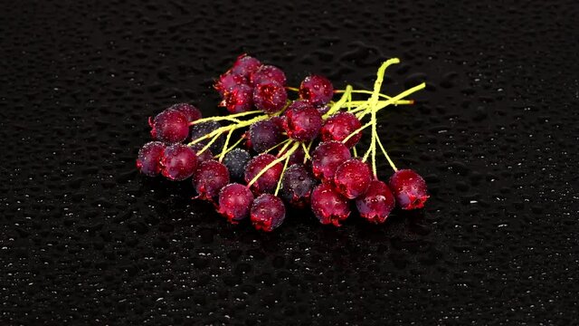 Amelanchier berries with water drops on a black background. Loop motion. Amelanchier also known as shadbush, shadwood or shadblow, serviceberry or sarvisberry, irga. Rotation 360. 4K UHD video footage