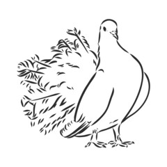 Obraz premium Realistic hand drawn dove. Vector illustration or element for your design.