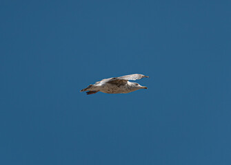 seagull in the sky