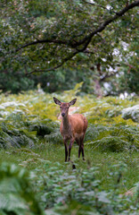 deer in the forest