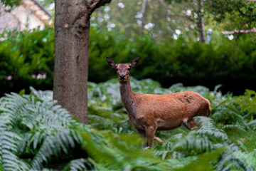 deer in the woods