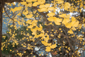 イチョウ　銀杏　秋　紅葉　黄色　綺麗　背景　季節　素材　日本　北海道
