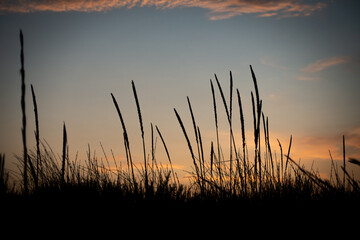 Grass Silhouettes over Sunset Sky Background. Nature, Summer Evening, Grass concept