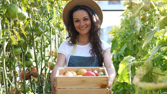 Happy farmer in hat with the produce from the tomato garden. Tomatoes ripening in a greenhouse. Ripe and unripe grape tomatoes farm, Fresh tomatoes plants.