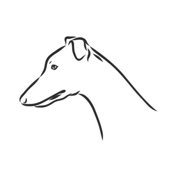 recommend clip art: Greyhound dog - isolated vector illustration greyhound hound vector