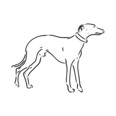 Fototapeta na wymiar Greyhound dog - isolated vector illustration greyhound hound vector