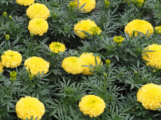 Tagetes background with large yellow flowers, buds and fresh green leaves. A beautiful bright calendula plant for decorating a garden, park. Romantic flower picture with marigold for design