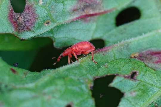 Closeup on a beautiful small red weevil, Apion frumentarium