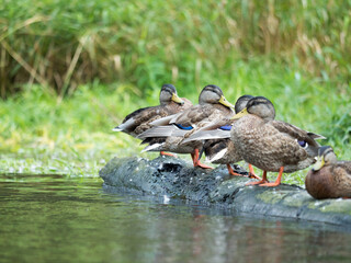 Kaczki nad rzeką, Roztocze © Piotr