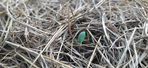 small medicinal ginger plant
