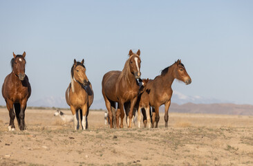 Fototapeta na wymiar Beautiful Wild Horses in Utah in Spring