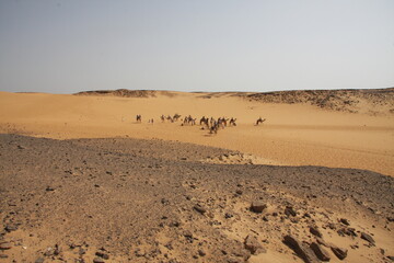 Camels on the sands and desert