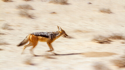 Black backed jackal running with long exposure effect in Kgalagadi transfrontier park, South Africa ; Specie Canis mesomelas family of Canidae