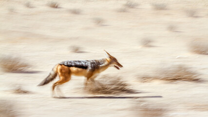 Black backed jackal running with long exposure effect in Kgalagadi transfrontier park, South Africa ; Specie Canis mesomelas family of Canidae