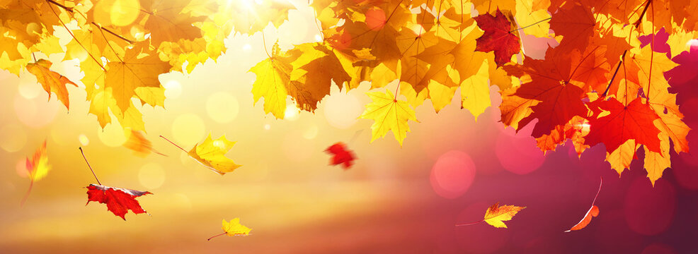 Colorful Background. Falling Autumn Maple Leaves