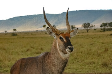 Antelope roaming in Kenya's wilderness