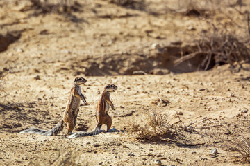 Two Cape ground squirrels in alert in dry land in Kgalagadi transfrontier park, South Africa; specie Xerus inauris family of Sciuridae