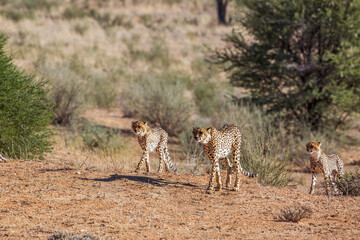 Cheetah female and two cubs walking in dry land in Kgalagadi transfrontier park, South Africa ; Specie Acinonyx jubatus family of Felidae