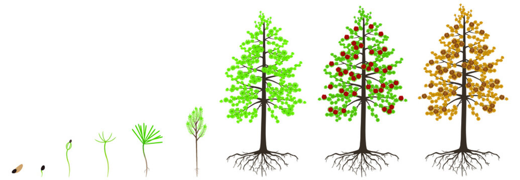 Cycle of growth of a dahurian gmelin larch tree on a white background.