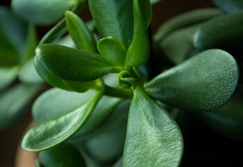 Money tree.  Home decor. Indoor plant