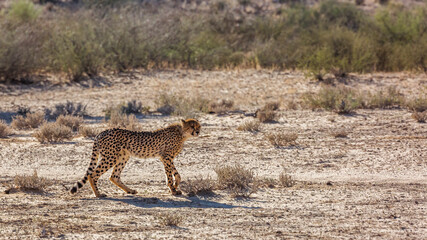 Young Cheetah walking in desert in Kgalagadi transfrontier park, South Africa ; Specie Acinonyx jubatus family of Felidae