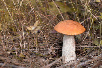 mushroom in the autumn forest