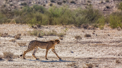 Young Cheetah walking in desert in Kgalagadi transfrontier park, South Africa ; Specie Acinonyx jubatus family of Felidae