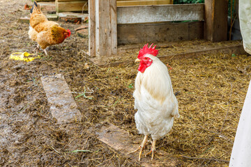 Free range chicken on organic animal farm freely grazing in yard on ranch background. Hen chickens graze on natural eco farm. Modern animal livestock and ecological farming. Animal rights concept.