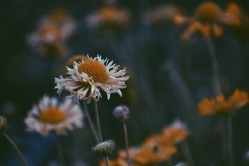 Bed of flowers in the community garden 