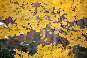 イチョウ　銀杏　秋　紅葉　黄色　綺麗　背景　季節　素材　日本　北海道