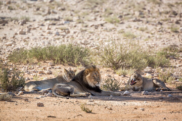 Fototapeta premium African lion male and two female lying down in Kgalagadi transfrontier park, South Africa; Specie panthera leo family of felidae