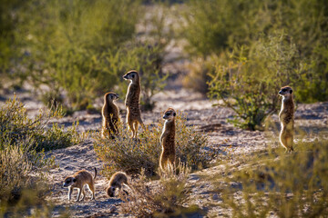Meerkat family standing in alert in backlit at dawn in Kgalagadi transfrontier park, South Africa; specie Suricata suricatta family of Herpestidae