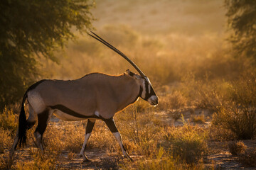 South African Oryx walking in backlit at dawn in Kgalagadi transfrontier park, South Africa; specie...