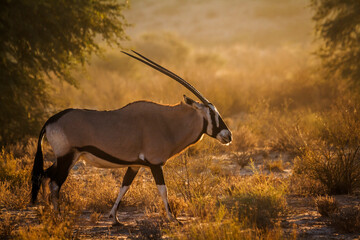 South African Oryx walking in backlit at dawn in Kgalagadi transfrontier park, South Africa; specie...