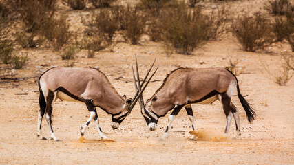 Two South African Oryx bull fighting in Kgalagadi transfrontier park, South Africa; specie Oryx gazella family of Bovidae