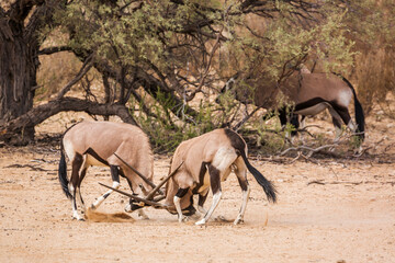 Two South African Oryx bull fighting in Kgalagadi transfrontier park, South Africa; specie Oryx...