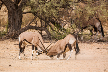 Two South African Oryx bull fighting in Kgalagadi transfrontier park, South Africa; specie Oryx...