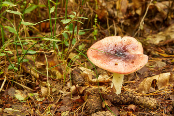 forest mushroom, Russula mairei, russule, inedible mushroom, poisonous mushroom, toadstool