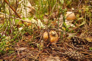 mushroom in the forest, Amanita fulva, Tawny Grisette, edible mushroom, food