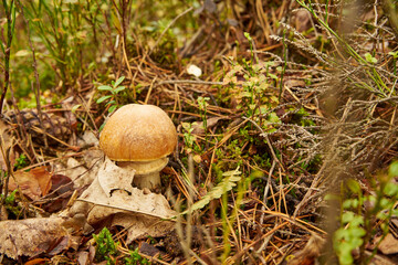 mushroom in the forest, Amanita fulva, Tawny Grisette, edible mushroom, food