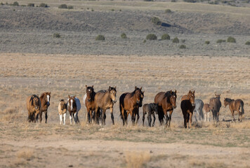 Fototapeta na wymiar Beautiful Wild Horses in Utah in Spring