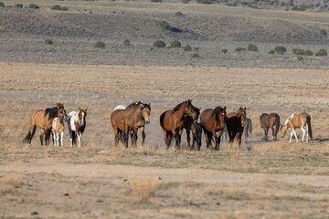 Beautiful Wild Horses in Utah in Spring